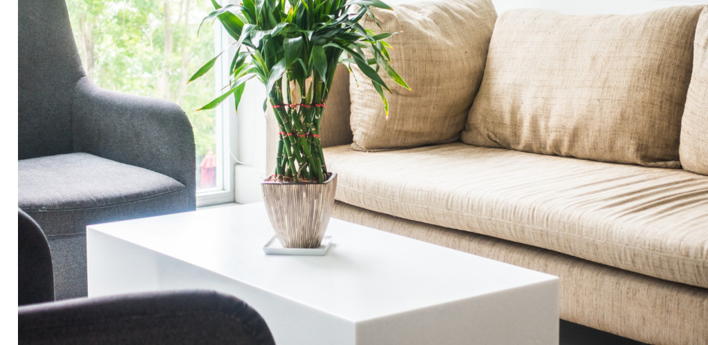 The Benefits of Adding Plants to Your Home Decor